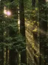 SunLight Thru The Forest