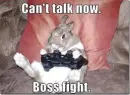 My fuzzy rabbit