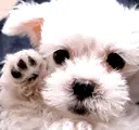 puppy waves hi