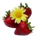 strawberries