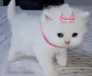 cute cat
