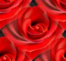Rose heart