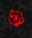 single red rose