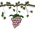 grapevine