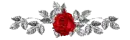 Red rose - div - vday