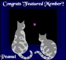 Featured, member, congrats, fireworks, window, cats