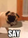 Funny Dog