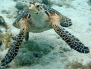 Sea Turtle