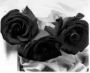 xxxblack-rosesxxx