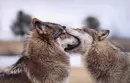 Wolves just want to have fun!
