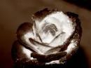 black rose