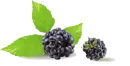 clipart_vector