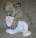 shy puppy loves her doll