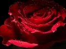 what would the world be without love