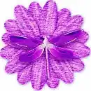 Butterflyflower
