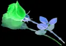 ROSE CHANGING COLOR