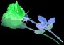 ROSE CHANGING COLOR