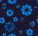 Black with Blue flowers - background