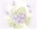 Purple flowers - background