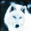 Snow wolf avatar