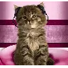 Cute cat DJ avatar!!! 