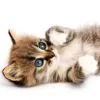 Cute cat avatar!!