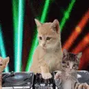 DJ kitty avatar!