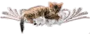 Aww cut cat divider!