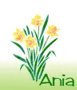 March Birth Flower (Daffodil) for Ania