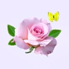 Pink rose