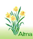 March Birth Flower (Daffodil) for Alma