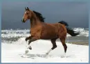 Horse - Background