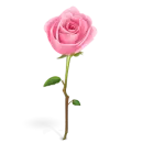 rose