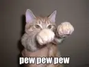cat punching