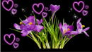 flower and hearts
