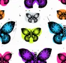 Butterflies
