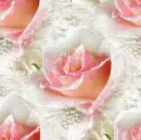Rose - Background