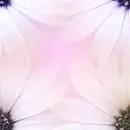 Seamles Background pink flower