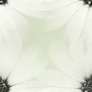 Seamles Background white flower