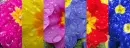 flowers roll