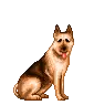 German Shepherd dog