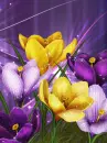 Spring Flowers
