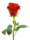 red rose