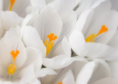 Flowers-WhiteCrocus