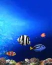 fish tank background