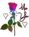 A Rose to Say