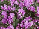 Purple Flowers - background - fg