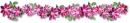 Pink Flowers