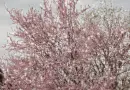 Flowers - Background