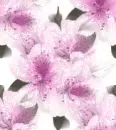 Flowers - Background